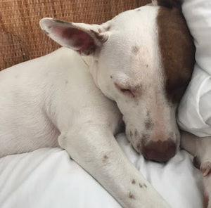 Meet your Posher, Jackson